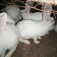 خرگوش بالغ 5 ماهه
