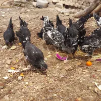 تخم مرغ نطفه دار نژاد گلین|حیوانات مزرعه|رفسنجان, |دیوار