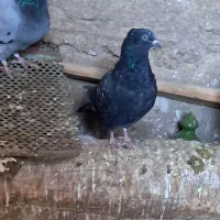 کبوتر  .پرشی|پرنده|کوهین, |دیوار