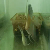 آنجل مولد بلغاری|ماهی|خسروشاه, |دیوار