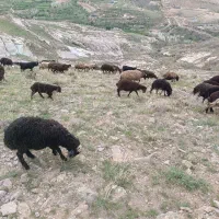 میش بره دار میخوام