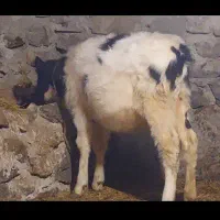 ننه بالا گا و|حیوانات|اردبیل, |دیوار