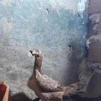 ۱۰ عدد تخم نطفه دار لاری