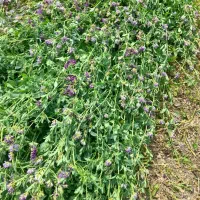 یونجه بسته بندی شده