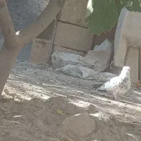 کبوتر فروشی|پرنده|اردل, |دیوار