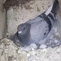 کفتر پرنده کبوتر|پرنده|مرودشت, شهرک مهدیه|دیوار