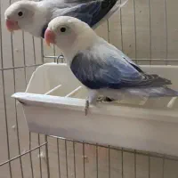 گرینچیک.خورشیدی.برزیلی.ردچیک.عروس|پرنده|تهران, شهرک استقلال|دیوار