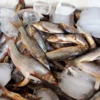 ماهی رود خانه شکم زده بسته بندی شده