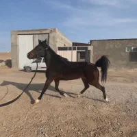 فروش مادیان کره زلزله بیک معاوضه با تریل یا گوشی