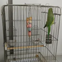 گم شده