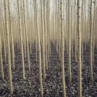 صنوبر مریوان،انتخابی عالی برای کشاورزی باشرایط خاص