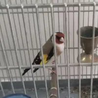 سهره نرو ماده مست سهره شره ای سهره قناری ماده
