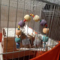 پرنده عروس هلندی