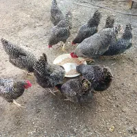 جوجه آمروک اصل