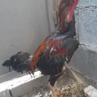فروش خروس لاری رودان