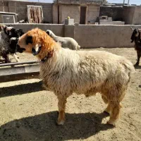 کاوه قوچ چینی وبختیاری،کهره چپش|حیوانات مزرعه|شیراز, پودنک|دیوار