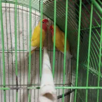 طوطی برزیلی|پرنده|اهواز, کوروش|دیوار