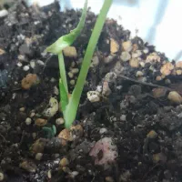 دیفن باخیا ودیفن تیکی|گل و گیاه طبیعی|هشتگرد, فاز ۷ مهستان|دیوار