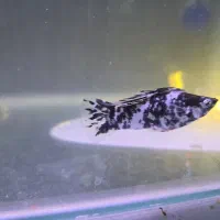 ۲ عدد ماهی مولی نر وماده|ماهی|رامهرمز, |دیوار