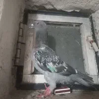 کفتر|پرنده|تهران, صاحب الزمان|دیوار