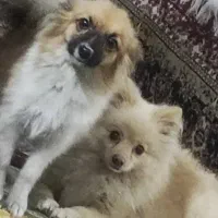 یک جفت حیوان خانگی واگذار می‌گردد توافقی