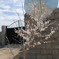 زمین باغی دور دیوار درب ۳/۵متری با درخت ۶ساله|فروش زمین و ملک کلنگی|مشهد, درزآب|دیوار