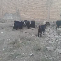 بزنامبروان|حیوانات مزرعه|شوشتر, |دیوار