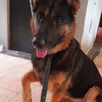 سگ ژرمن موکوتا