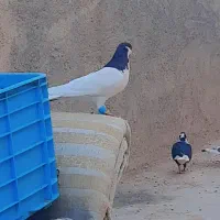 سلام عشق بازان عزیز|پرنده|فارغان, |دیوار