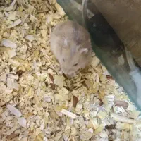 سه عدد همستر|موش و خرگوش|اصفهان, شهرک کوثر|دیوار