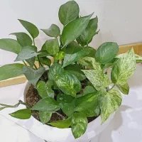 گل پتوس|گل و گیاه طبیعی|فردیس, منظریه|دیوار