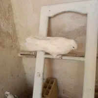 بمبویی نر دمچتری نردوتا کرمانی سرخ جفت نر ماده|پرنده|بندر ماهشهر, |دیوار