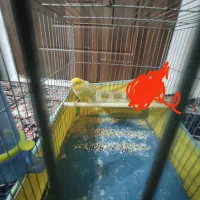 قناری نر|پرنده|گلستان (تهران), |دیوار