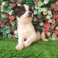 توله شی واوا ۳ماهه نر فقط 4900