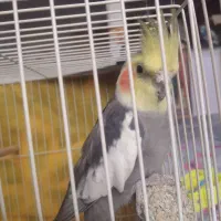 عروس هلندی نر آماده برای جفت گیری|پرنده|مشهد, امیرآباد|دیوار