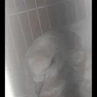 یک جفت کبوتر|پرنده|سراوان, |دیوار