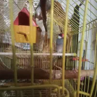 پرنده فنج نرگسی نر و ماده