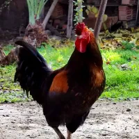 خروس چهل تاج