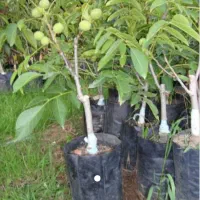 نهال گردو دانش بنیان