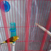 قناری|پرنده|ورامین, ورامین|دیوار