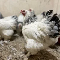 مرغ و‌خروس|حیوانات مزرعه|خمینی‌شهر, |دیوار