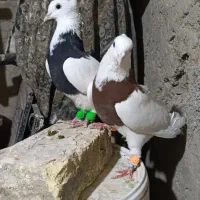 کبوتر یاکفتر