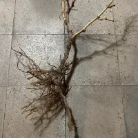 نهال انگور بیدانه