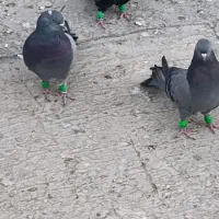 کبوتر اصفهانی