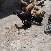 ۱۰ عدد گوسفند جوان