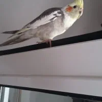 عروس هلندی گمشده شهرضا