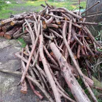 فروش چوب|خدمات باغبانی و درختکاری|بندر انزلی, ساحل قو|دیوار