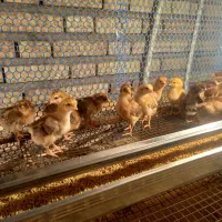 جوجه محلی گلپایگان