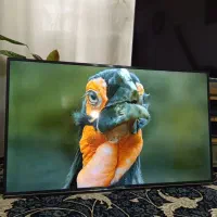 تلوزیون ۵۰ اینچ