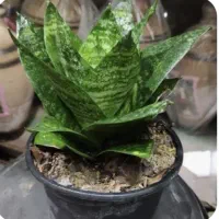 گل گیاه|گل و گیاه طبیعی|دماوند, دماوند|دیوار